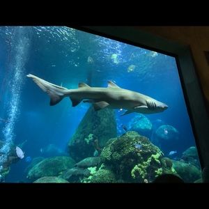 Meet your Posher, Joseph